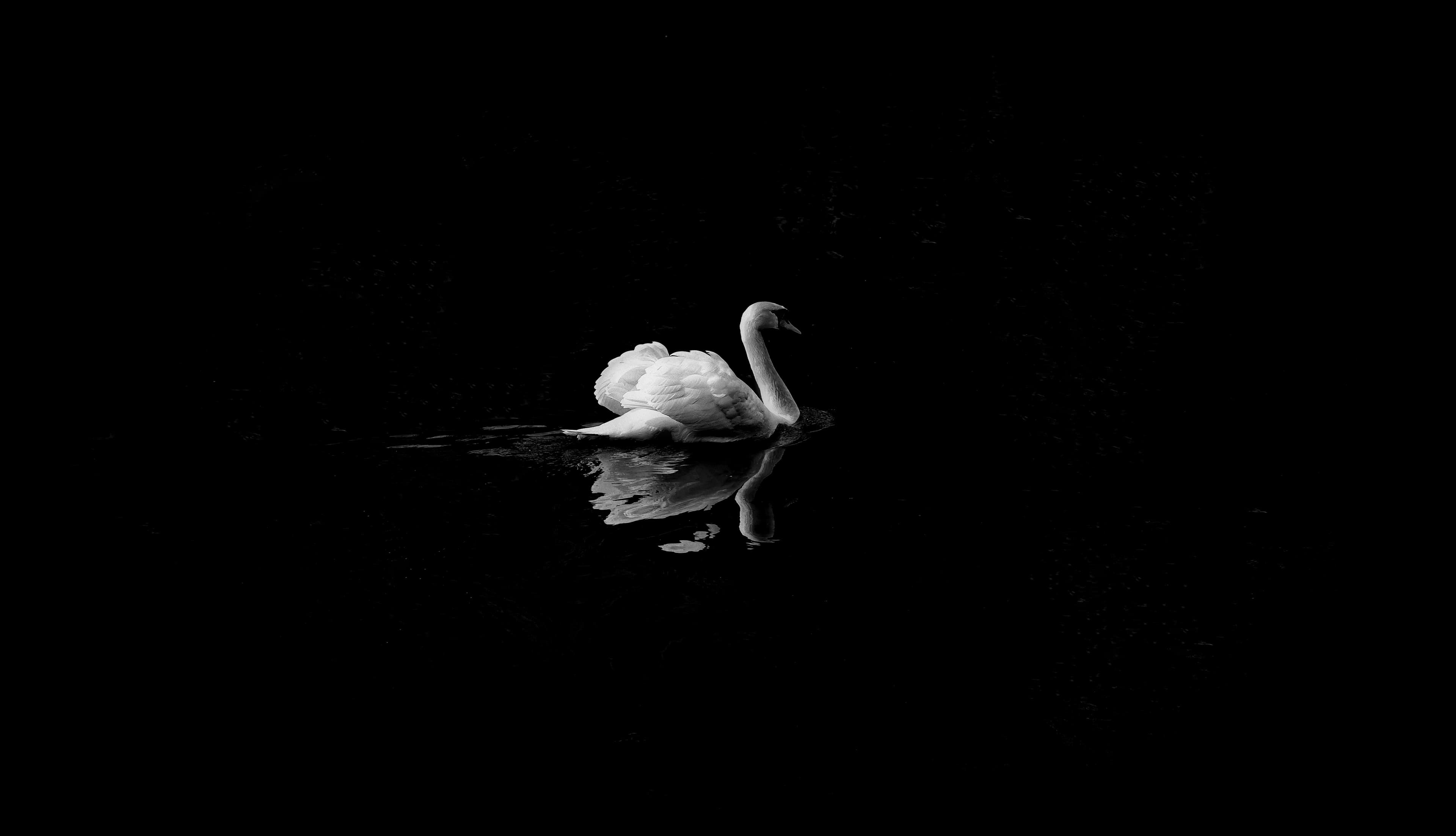 Swan on dark water